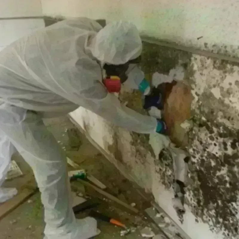 Mold Remediation and Removal in Pleasant Hill, CA